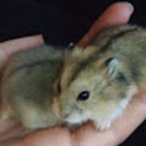 Meet your Posher, Iris